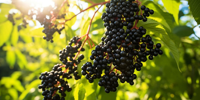 Unlocking the Power of European Elderberry: A Natural Health Supplement